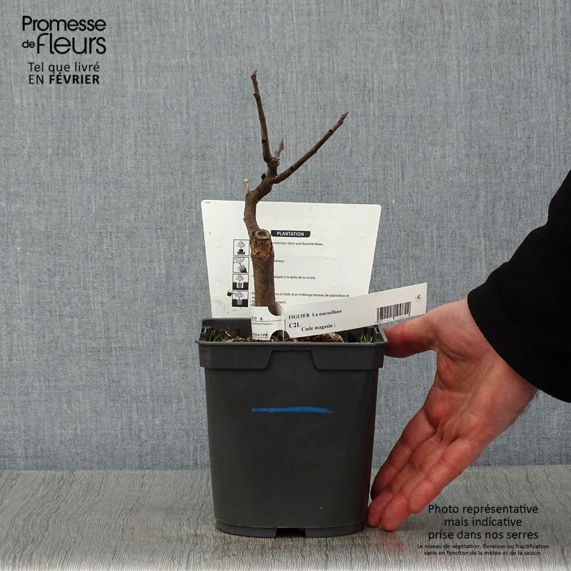 Exemplar von Feige Marseillaise - Ficus carica Topf mit 2L/3L wie im Winter geliefert