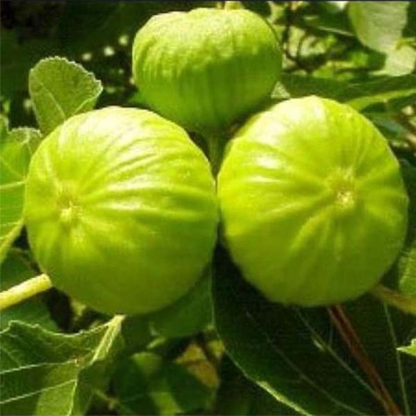 Feige Nazareth - Ficus carica (Harvest)