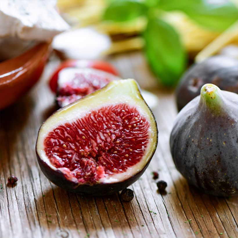 Feige Noire de Bellone - Ficus carica (Harvest)