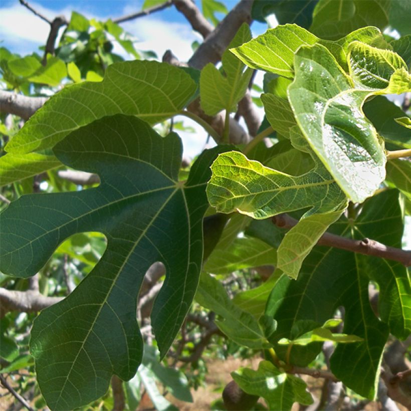 Feige Noire de Caromb - Ficus carica (Foliage)