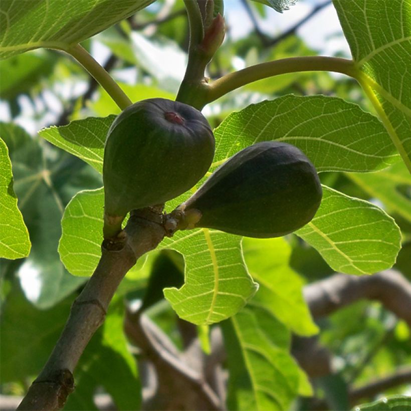 Feige Noire de Caromb - Ficus carica (Harvest)