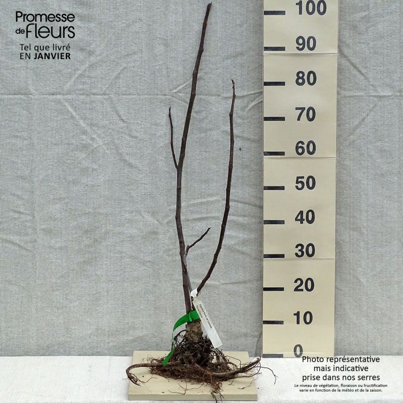 Example of Feige Noire de Caromb Bio - Ficus carica Wurzelnackt as you get in hiver