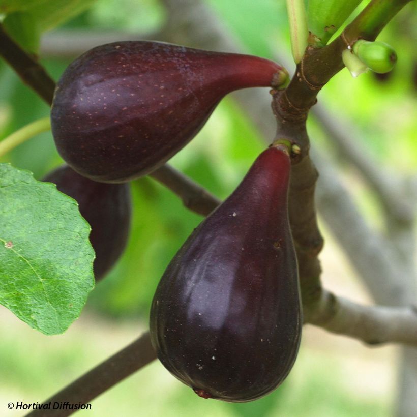 Feige Noire de Caromb Bio - Ficus carica (Harvest)