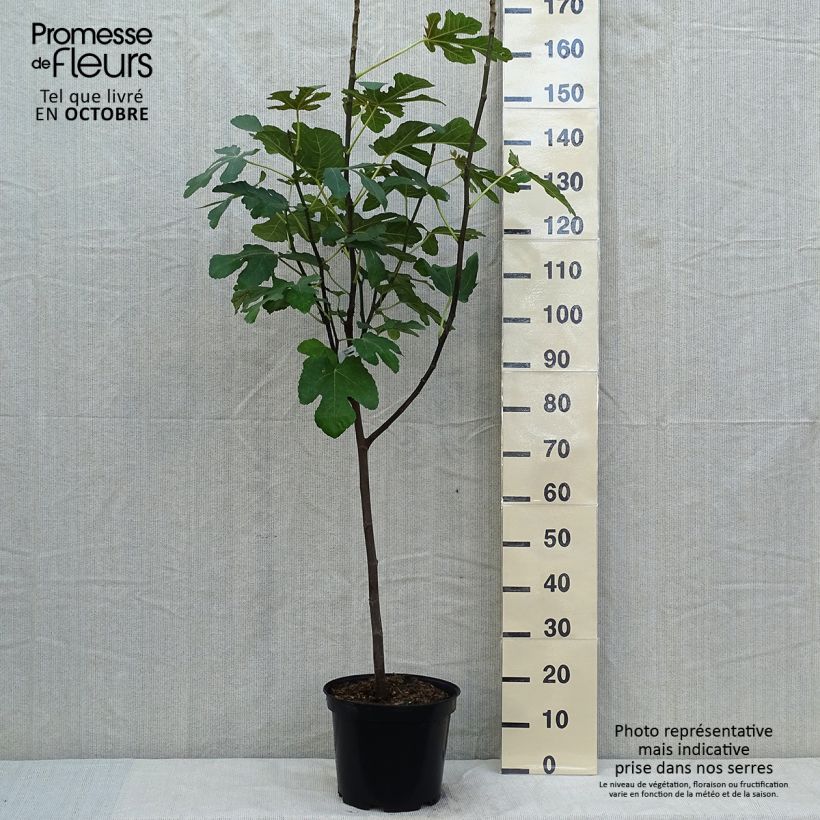 Example of Feige Panachée - Ficus carica Topf mit 7,5L/10L, 1/4 Stängel as you get in automne