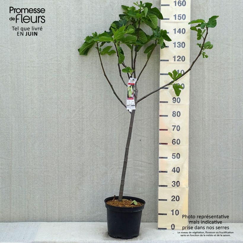 Exemplar von Feige Panachée - Ficus carica Topf mit 7,5L/10L, 1/4 Stängel wie im Frühjahr geliefert