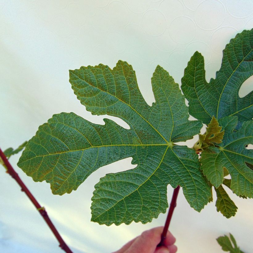 Feige Panachée - Ficus carica (Foliage)
