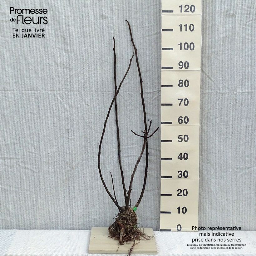 Example of Feige Rouge de Bordeaux Bio - Ficus carica Wurzelnackt as you get in hiver