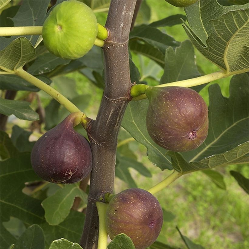 Feige Rouge de Bordeaux Bio - Ficus carica (Harvest)