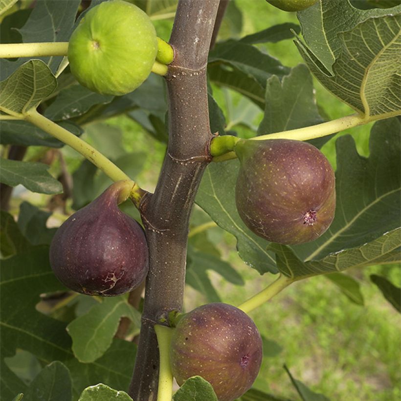 Feige Rouge de Bordeaux - Ficus carica (Harvest)