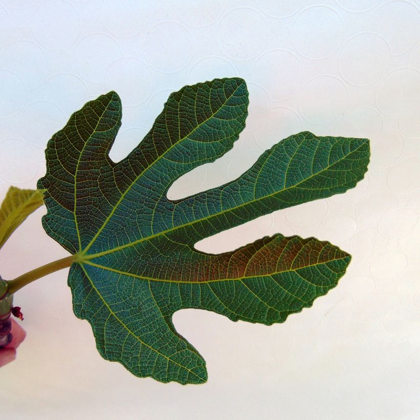 Feige Rouge de Bordeaux - Ficus carica (Foliage)