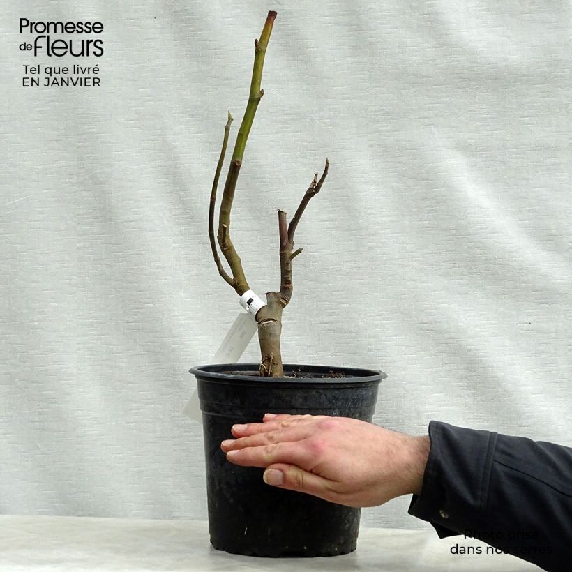 Exemplar von Feige Rouge de Bordeaux - Ficus carica Topf mit 4L/5L, Strauch wie im Winter geliefert