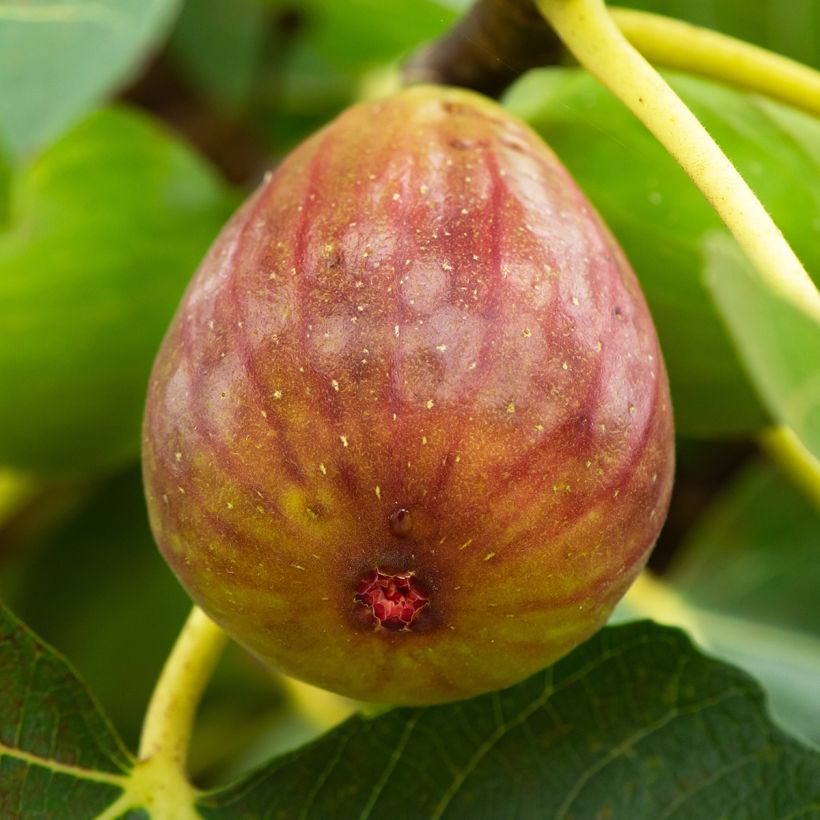 Feige Terza - Ficus carica (Harvest)