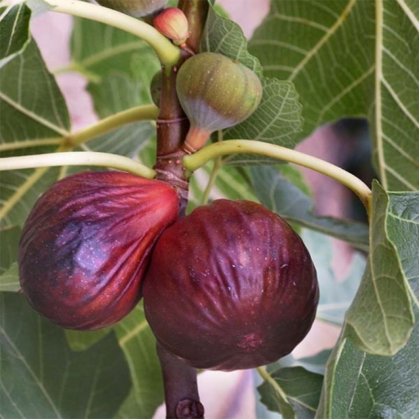 Feige Violette Dauphine Bio - Ficus carica (Harvest)