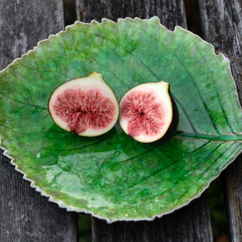 Feige Violette de Sollies - Ficus carica (Harvest)