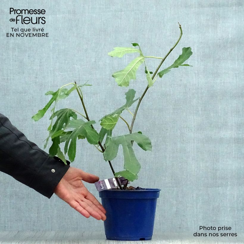 Example of Feige Figality 'Majoam' - Ficus carica Topf mit 2L/3L, Strauch as you get in automne