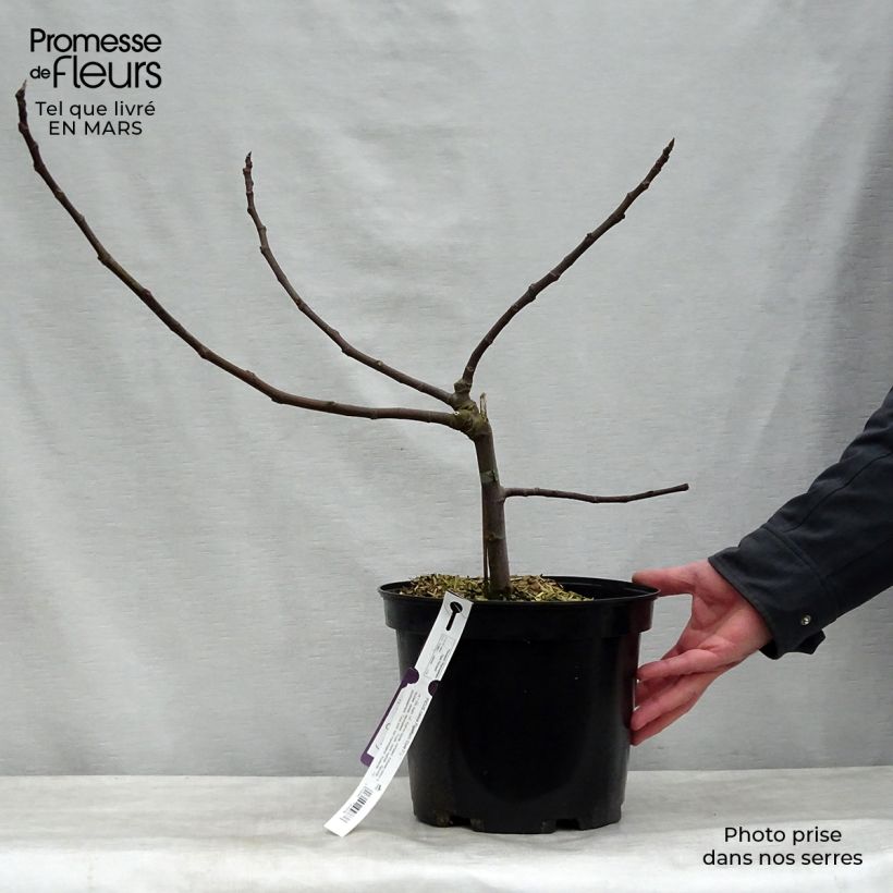 Exemplar von Feige Figality 'Majoam' - Ficus carica Topf mit 7,5L/10L, Strauch wie im Frühjahr geliefert