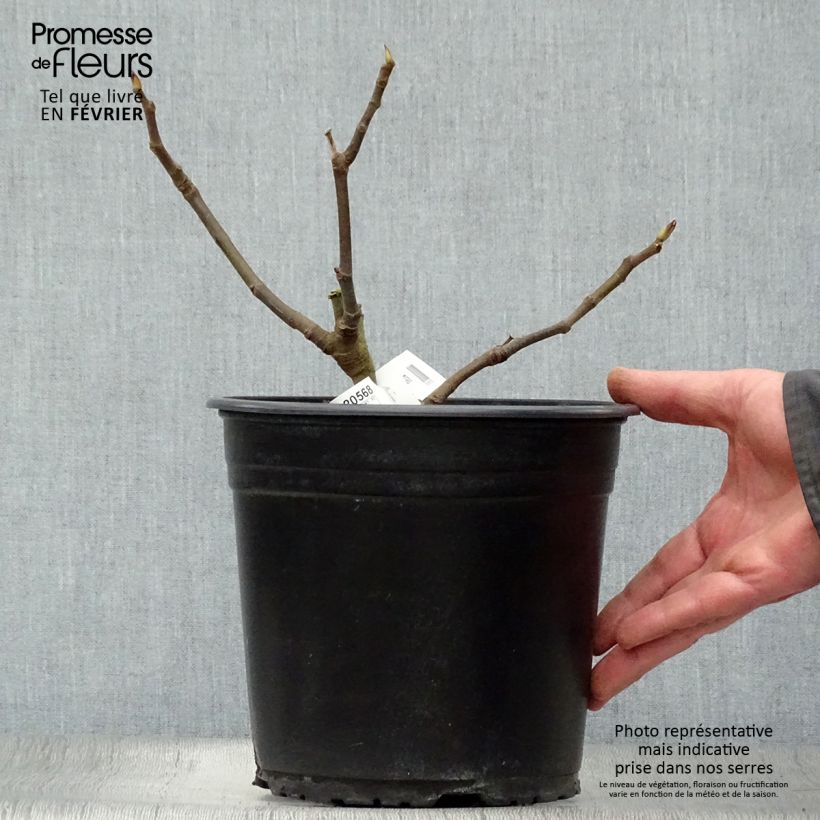 Exemplar von Feige Précoce de Dalmatie - Ficus carica Topf mit 4L/5L, Strauch wie im Winter geliefert