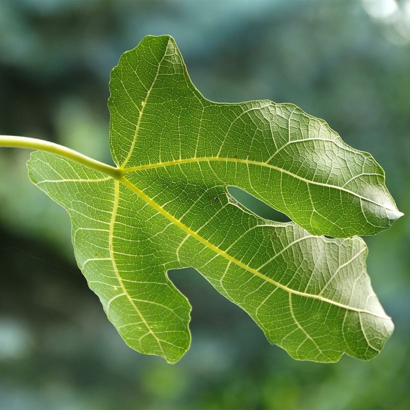 Feige Violette Dauphine (Stengel) - Ficus carica (Foliage)