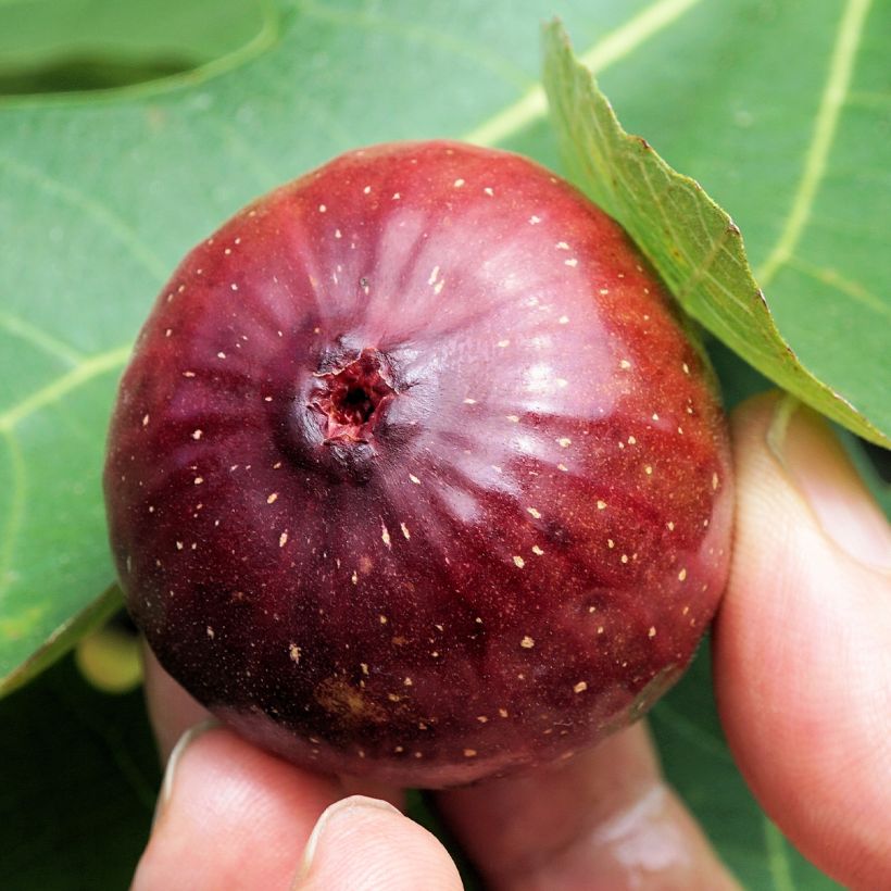 Feige Violette Dauphine (Stengel) - Ficus carica (Harvest)