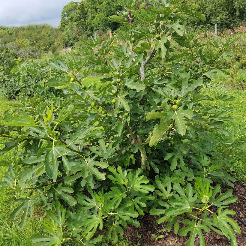 Feige Violette Dauphine (Stengel) - Ficus carica (Plant habit)