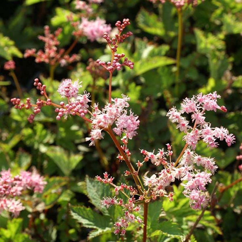 Mädesüß Kahome - Filipendula (Flowering)
