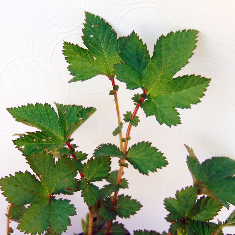Mädesüß Kahome - Filipendula (Foliage)