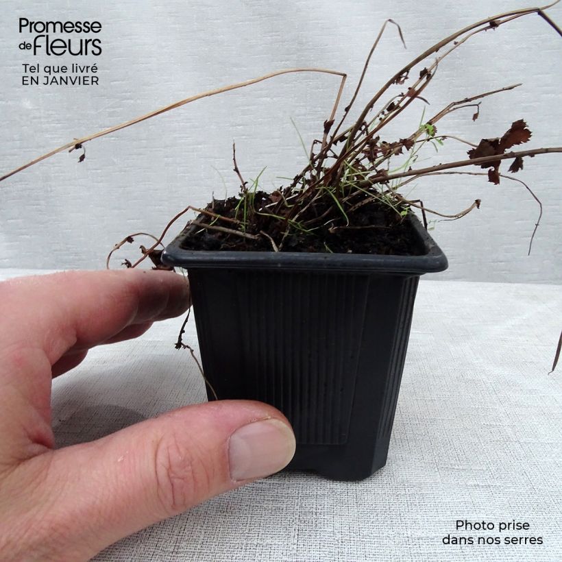 Exemplar von Mädesüß Kahome - Filipendula Kleine Töpfe von 8/9 cm wie im Winter geliefert