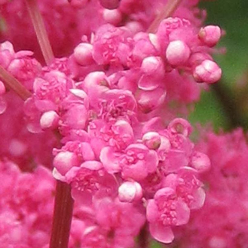 Rotblühendes Mädesüß - Filipendula purpurea (Flowering)