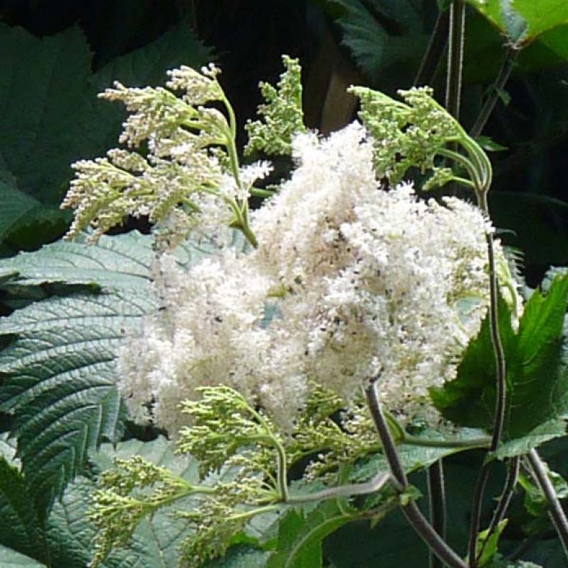 Kamtschatka-Mädesüß - Filipendula camtschatica (Flowering)