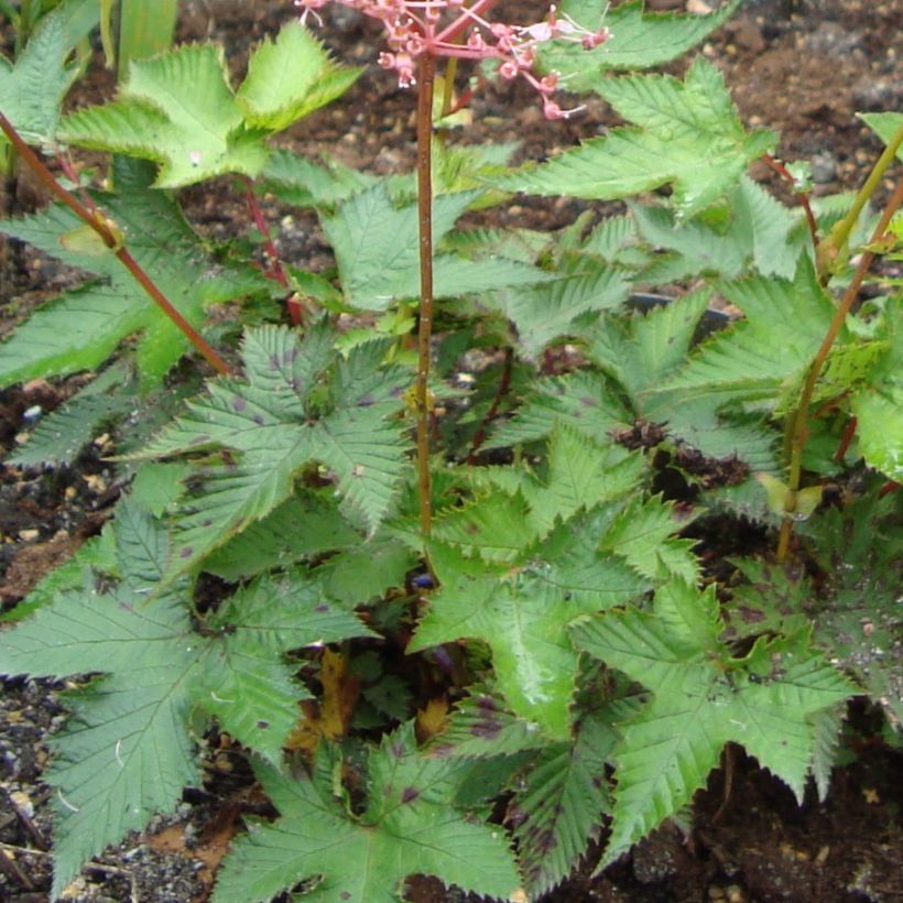 Mädesüß - Filipendula multijuga (Foliage)