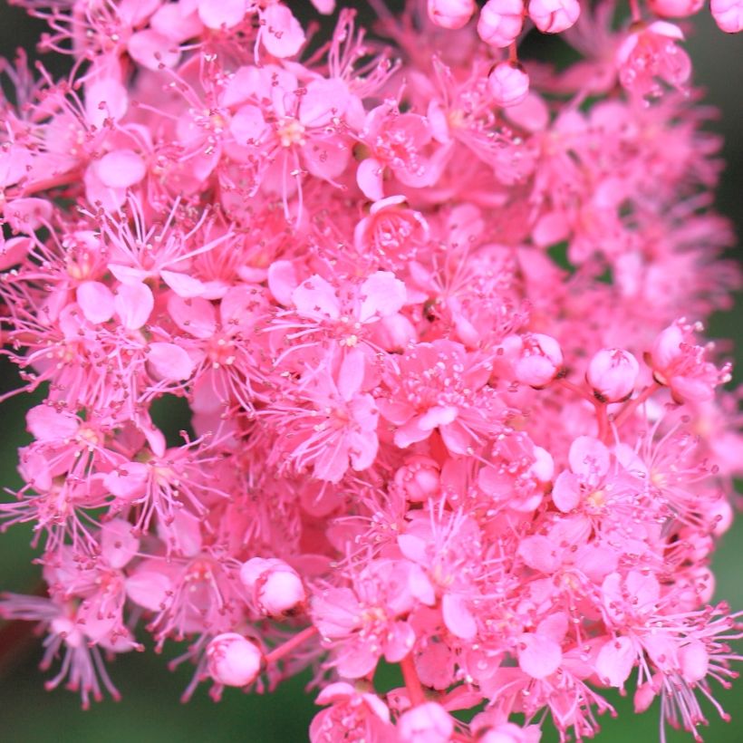 Mädesüß - Filipendula multijuga (Flowering)