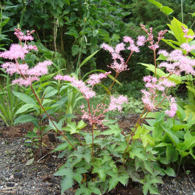 Mädesüß - Filipendula multijuga (Plant habit)