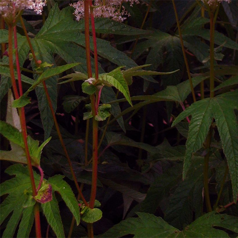 Palmblättriges Mädesüß - Filipendula palmata (Foliage)