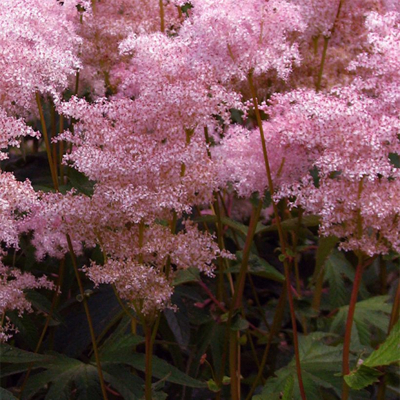 Palmblättriges Mädesüß - Filipendula palmata (Flowering)