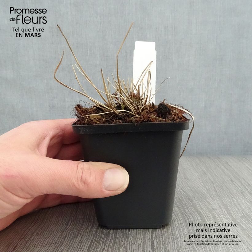 Example of Palmblättriges Mädesüß - Filipendula palmata Kleine Töpfe von 8/9 cm as you get in printemps