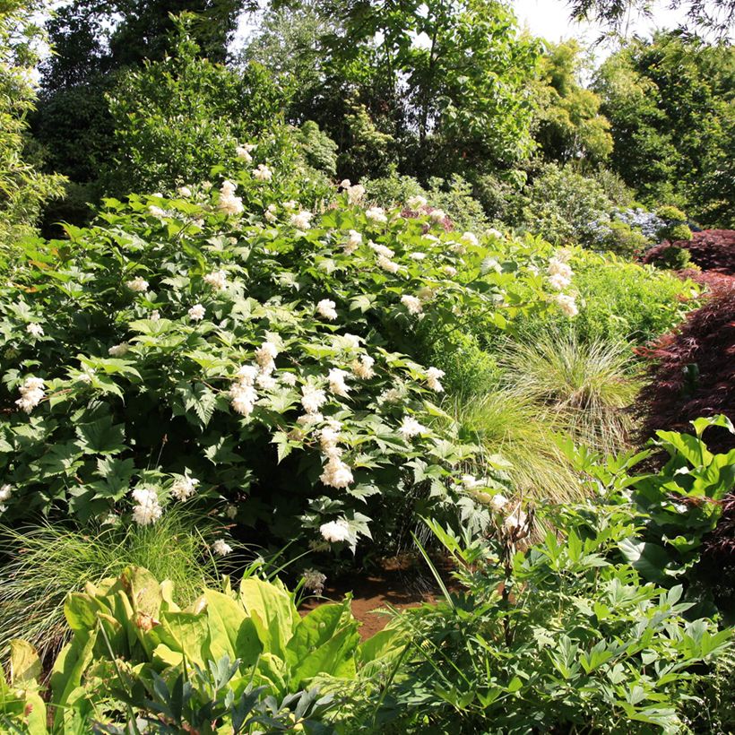 Palmblättriges Mädesüß - Filipendula palmata (Plant habit)