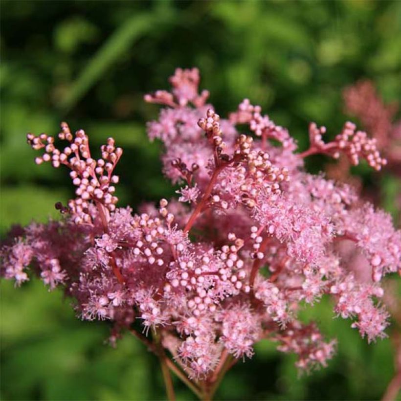Palmblättriges Mädesüß Nana - Filipendula palmata (Flowering)