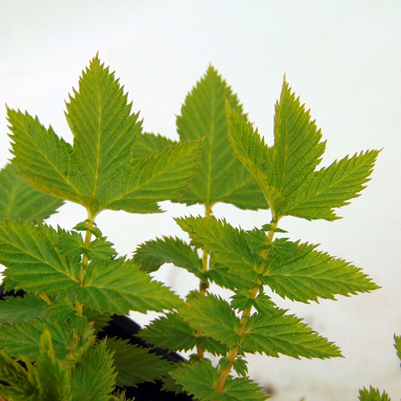Palmblättriges Mädesüß Nana - Filipendula palmata (Foliage)