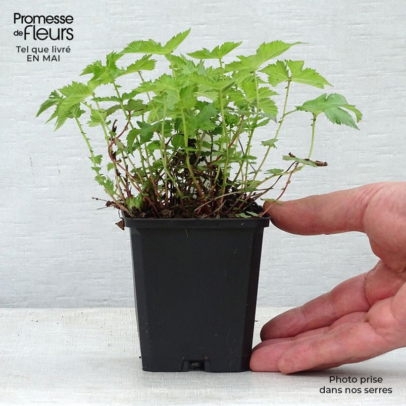 Exemplar von Palmblättriges Mädesüß Nana - Filipendula palmata Kleine Töpfe von 8/9 cm wie im Frühjahr geliefert