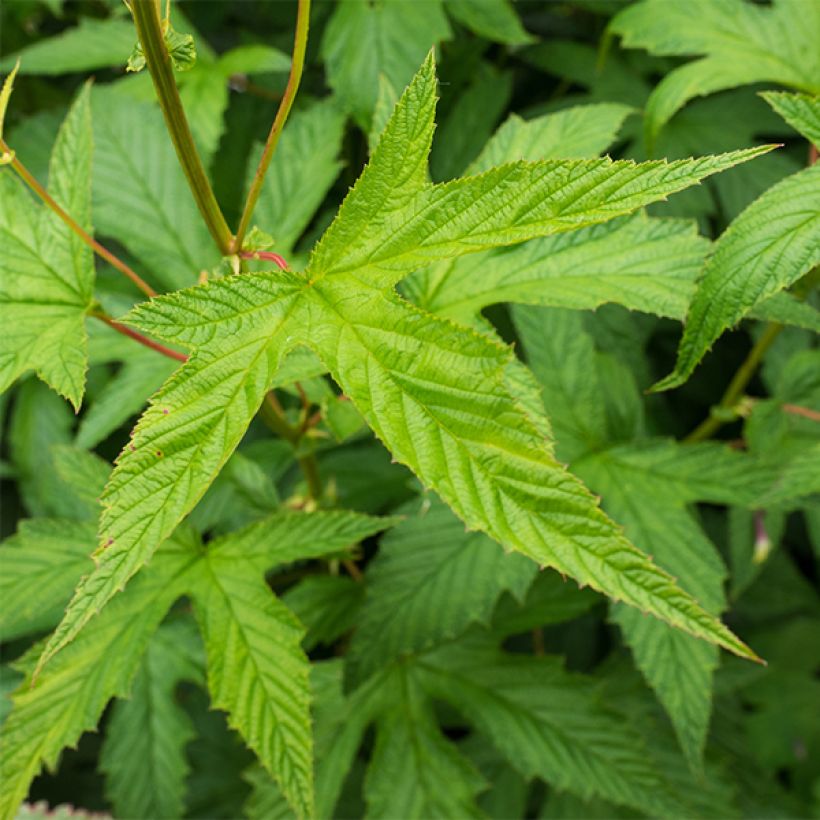 Rotblühendes Mädesüß Alba - Filipendula purpurea (Foliage)