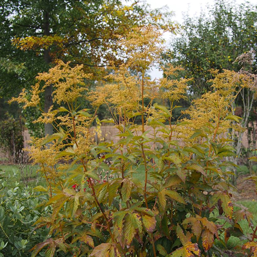 Rotblühendes Mädesüß Alba - Filipendula purpurea (Plant habit)