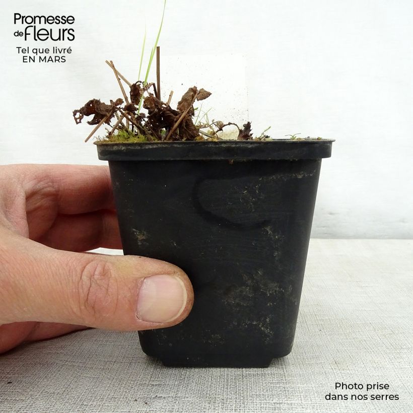 Exemplar von Rotblühendes Mädesüß Alba - Filipendula purpurea Kleine Töpfe von 8/9 cm wie im Frühjahr geliefert