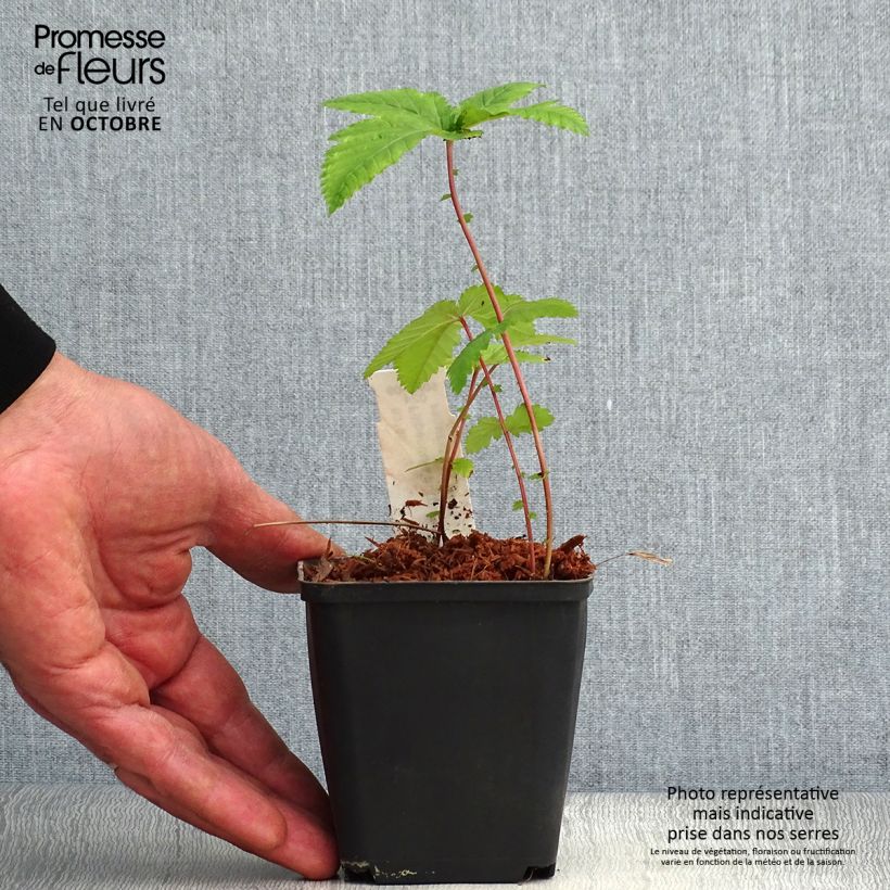 Example of Rotblühendes Mädesüß Alba - Filipendula purpurea Kleine Töpfe von 8/9 cm as you get in automne