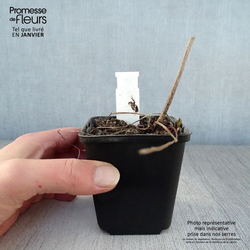 Exemplar von Rotblühendes Mädesüß Alba - Filipendula purpurea Kleine Töpfe von 8/9 cm wie im Winter geliefert