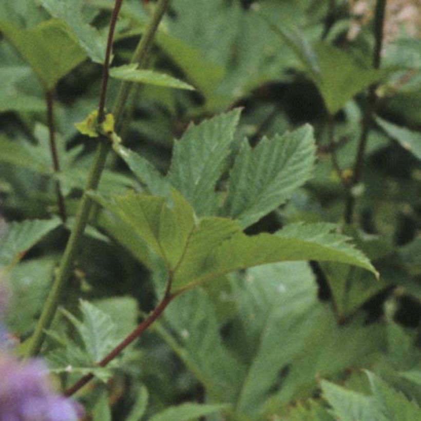 Rotblühendes Mädesüß Elegans - Filipendula purpurea (Foliage)