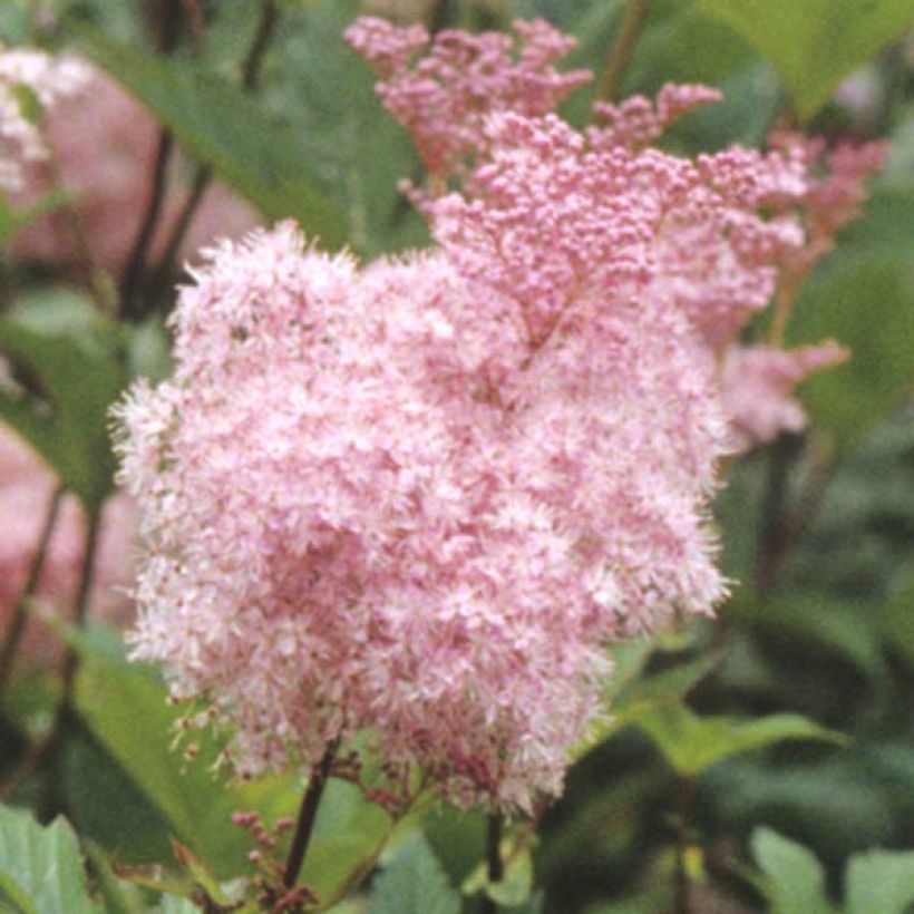 Rotblühendes Mädesüß Elegans - Filipendula purpurea (Flowering)