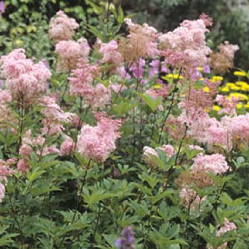 Rotblühendes Mädesüß Elegans - Filipendula purpurea (Plant habit)