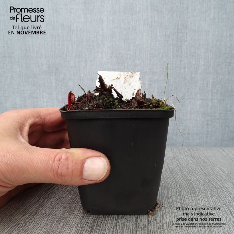 Example of Mädesüß Venusta - Filipendula rubra Kleine Töpfe von 8/9 cm as you get in automne