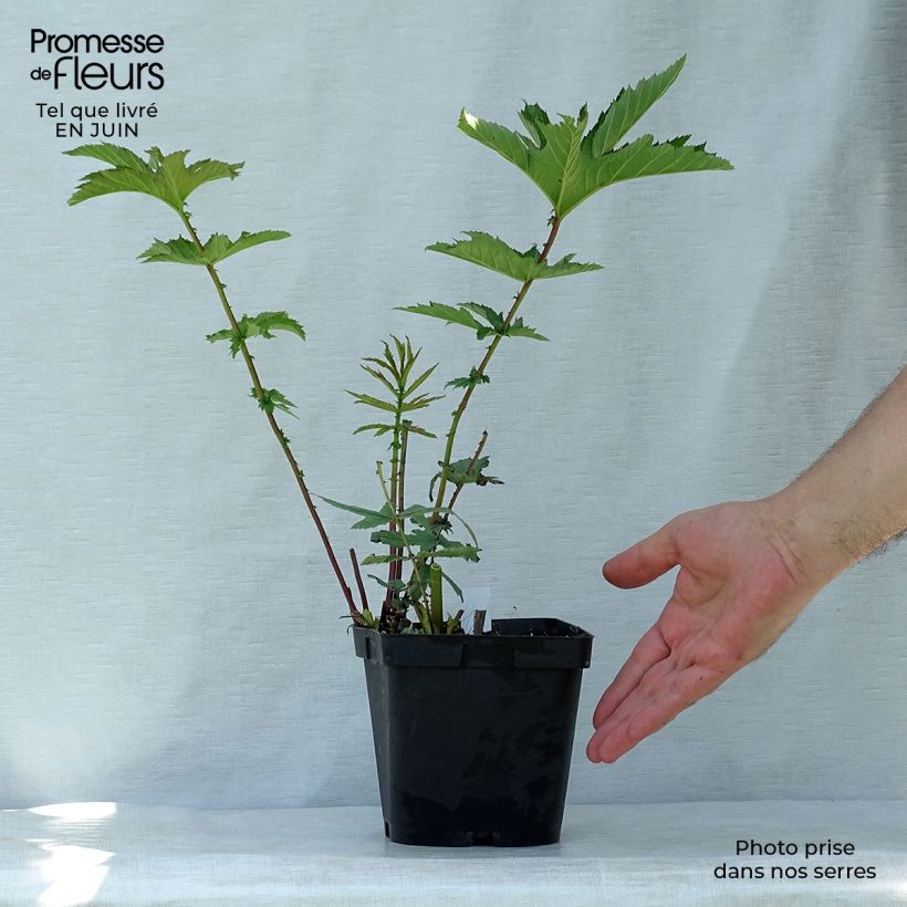 Example of Mädesüß Venusta - Filipendula rubra Topf mit 2L/3L as you get in ete