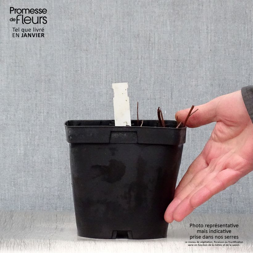 Exemplar von Mädesüß Venusta - Filipendula rubra Topf mit 2L/3L wie im Winter geliefert